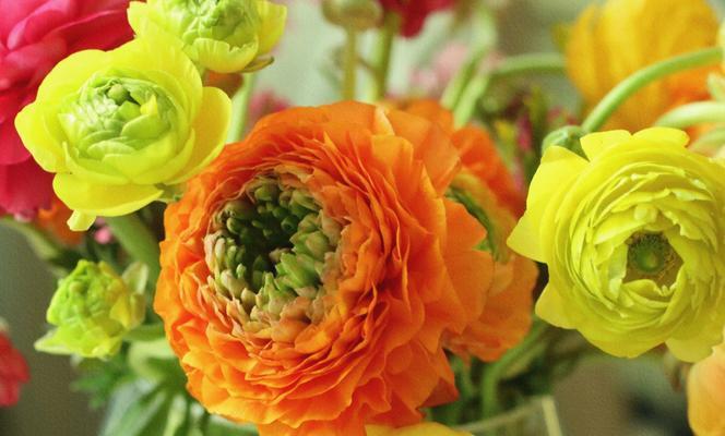 花语之美——以花毛茛为主题的文章（花毛茛的花语）
