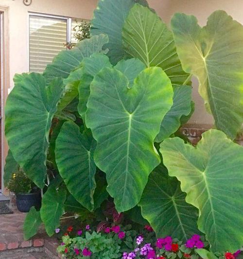 海芋的风水作用——家居宜养的好植物（这是一种有魔力的植物）
