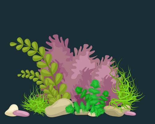海澡之神秘植物剖析（揭秘海洋中的“绿色珍珠”）