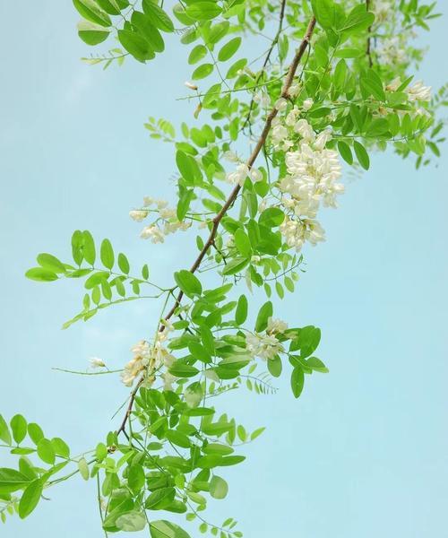 槐花的花语意义（槐花的美丽与象征）