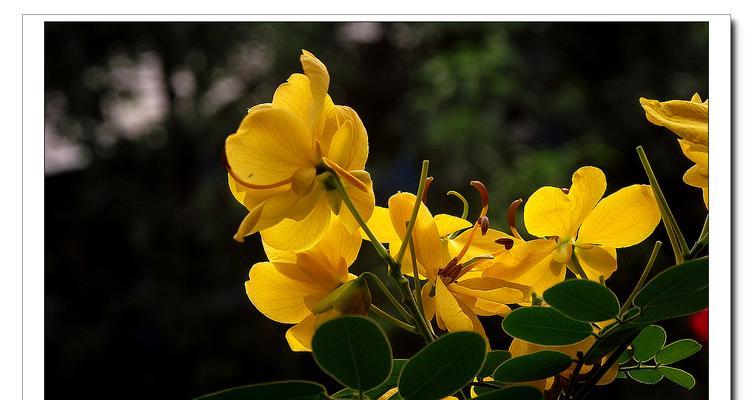 黄槐花（悠扬的芬芳与美好的寓意）