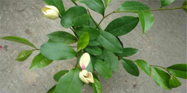 含笑花的养殖与注意事项（让你的含笑花常年绽放）