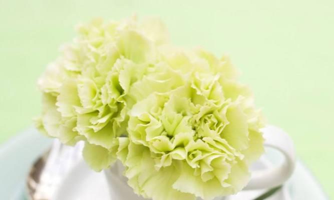 黄康乃馨花语——传递温馨和关怀的象征（黄康乃馨花语的意义与用途）
