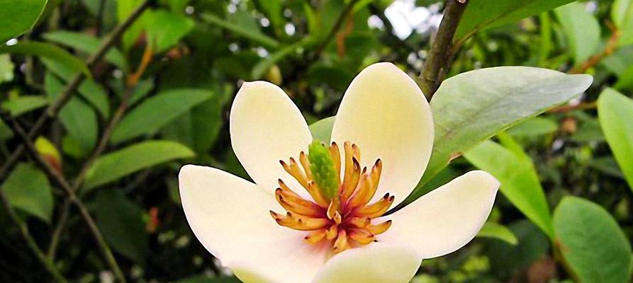 含笑花的种类介绍