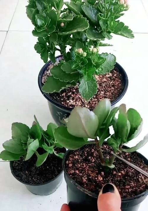 含笑花摘心打顶技巧大揭秘（花艺爱好者必备）