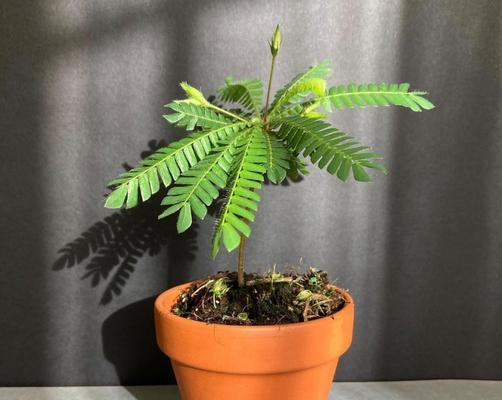 含羞草的生长过程（从种子到开花）