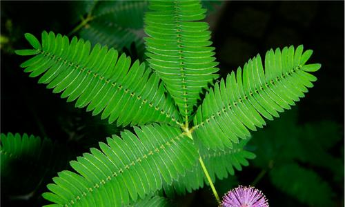 含羞草——害羞的花朵（含羞草的花语象征与寓意）
