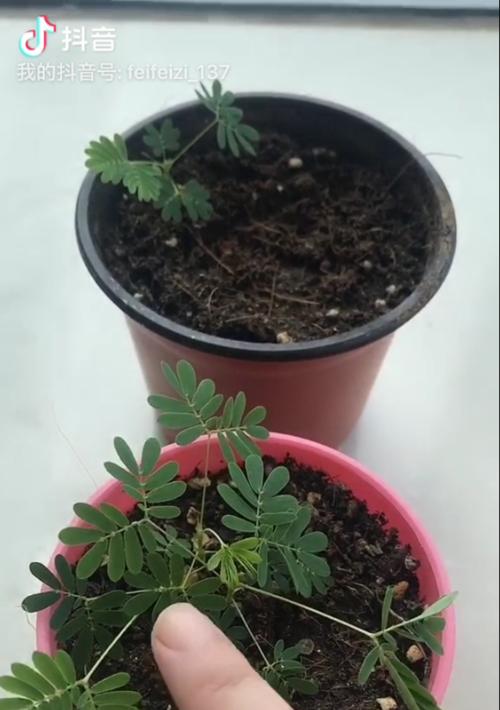 含羞草的换土时间和方法（最佳养护技巧揭秘）