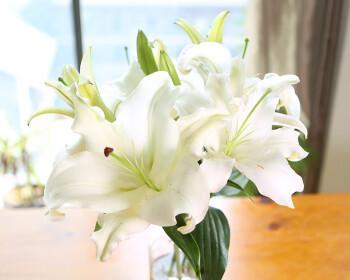 黄天霸百合花（探寻黄天霸百合花的神秘花语）