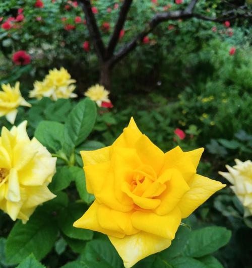 黄月季花开如阳光，芬芳暖心之旅（花开时节）