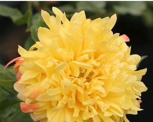 黄月季花（秋日之花）