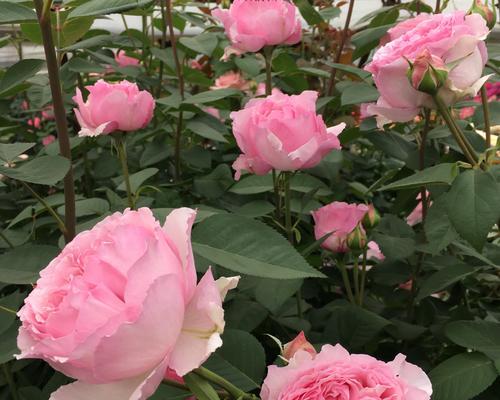黄月季花（秋日之花）