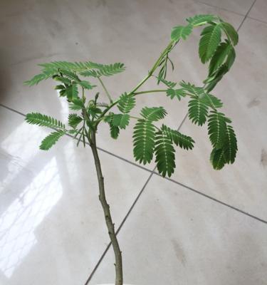 含羞草的剪枝方法（修剪枝叶技巧让含羞草更美）