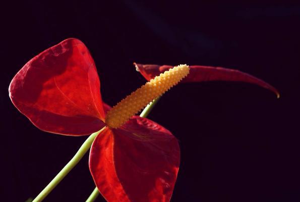 火鹤花的花语与意义（探索火鹤花的神秘魅力）