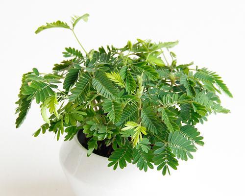 含羞草（种在家里）