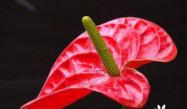 火鹤花语（以翱翔之姿传递祝福与美好）