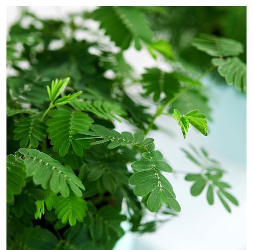 室内种含羞草（欣赏美丽花朵的同时）
