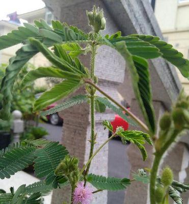 含羞草（了解含羞草的阳光烦恼）