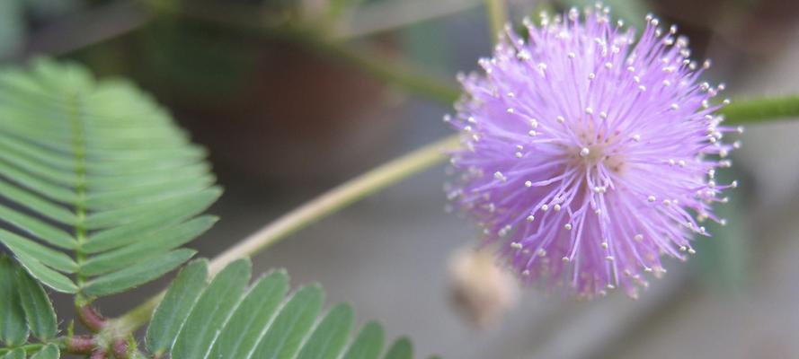 含羞草开花季节剖析（夏季开花的含羞草）