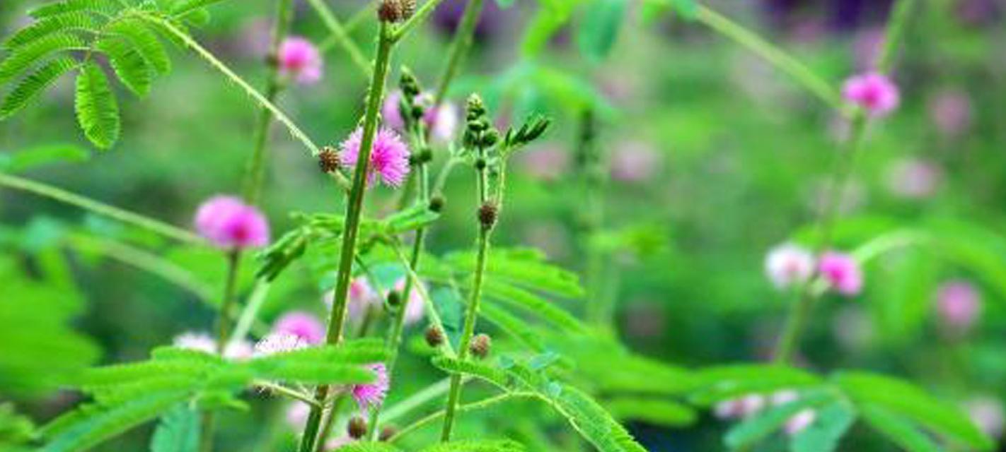 含羞草到底是草本植物吗（探究含羞草的分类及特点）