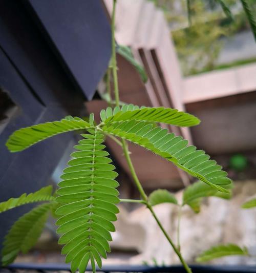 探秘含羞草的生命特征——是多年生还是一年生（植物分类学）