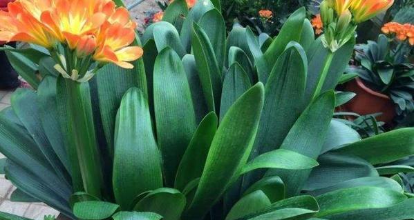 君子兰开花的寓意（家庭幸福的象征和美好祝愿）