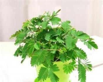 含羞草的摆放与养护之道（让你的家更有灵动性——含羞草的摆放与养护）