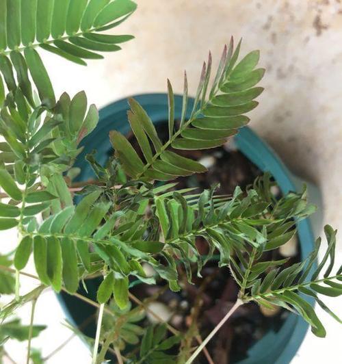 含羞草养护指南（适合室内种植的秘密与技巧）
