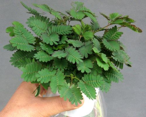 含羞草养护指南（适合室内种植的秘密与技巧）