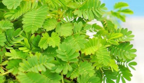 含羞草——常绿草本植物的美丽代表