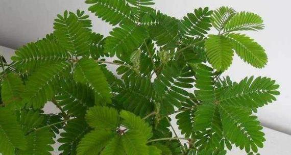 含羞草（探究含羞草对阳光的喜爱与抗拒）