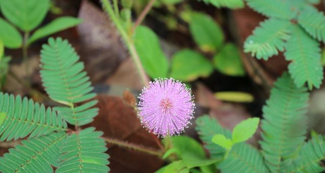 含羞草开花季节与花期（含羞草的开花月份以及开花规律）
