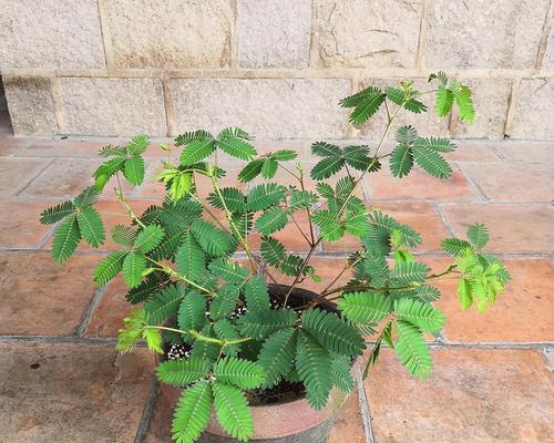 含羞草怎么养爆盆（宝藏植物）