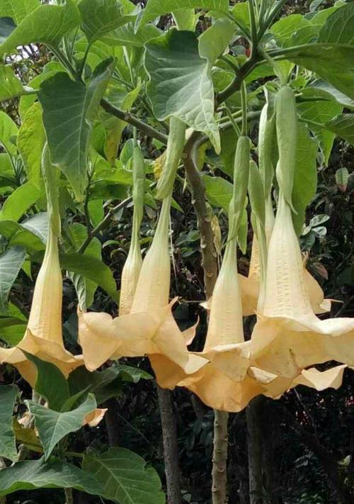 金色曼陀罗花（金色曼陀罗花）