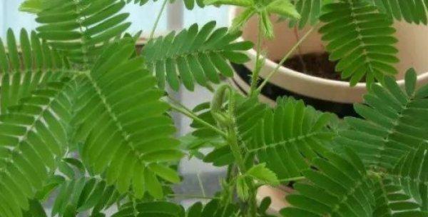 含羞草的栽培指南（栽培时间）