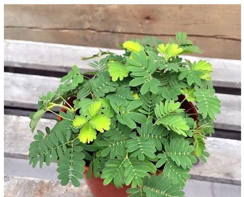 含羞草种植时间与生长周期（了解种植含羞草的最佳时间和生长周期）