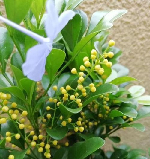 九里香花语与寓意（探究九里香花语的含义和象征意义）