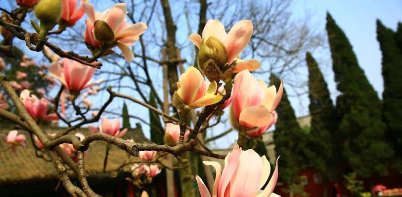 探寻汉中市的市花（揭秘汉中市花的历史与文化）