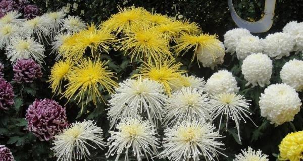 紫色菊花的花语与寓意（探秘紫色菊花的神秘含义及象征）