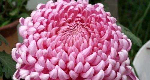 菊花的象征意义（菊花的多重寓意与文化意义）