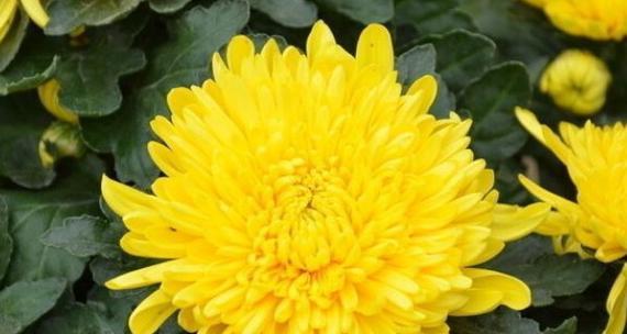 菊花的象征意义（菊花的多重寓意与文化意义）