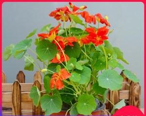 揭秘旱金莲的生长环境（从水中走出来的“水生植物”）