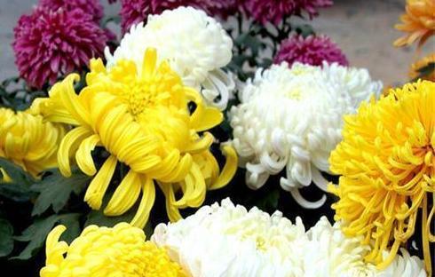 菊花花语探秘——花开寓意，芬芳传情（菊花的美丽与象征意义）