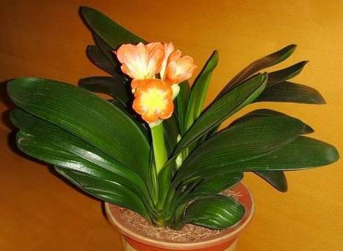 君子兰花语及其象征意义（揭秘君子兰的花语和内涵）