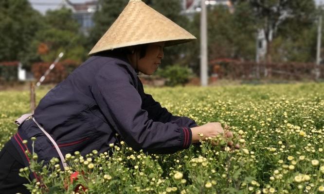 杭白菊的采摘和收获季节（了解杭白菊的生长周期和采摘技巧）