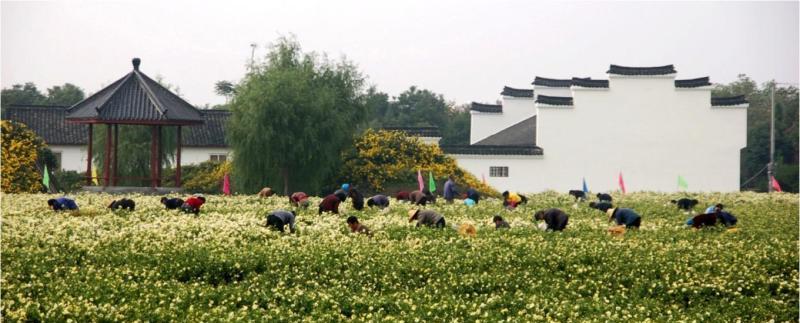 杭白菊亩产量的估算与提高（以杭州市为例）