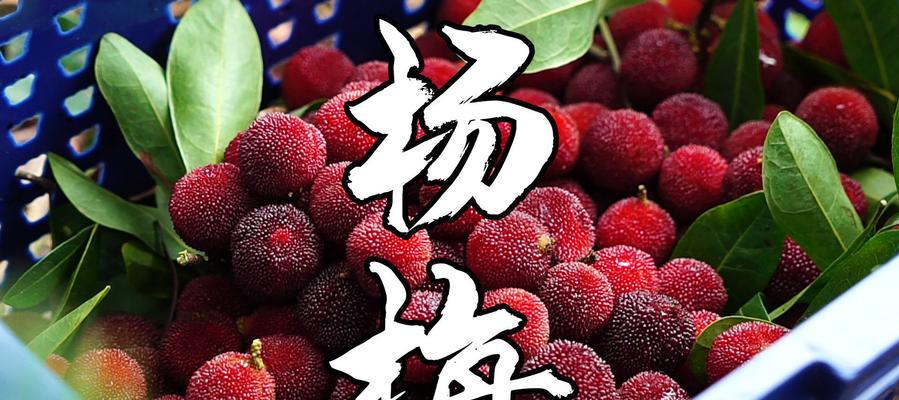 杭州杨梅成熟上市时间及优点（品尝鲜美无比）