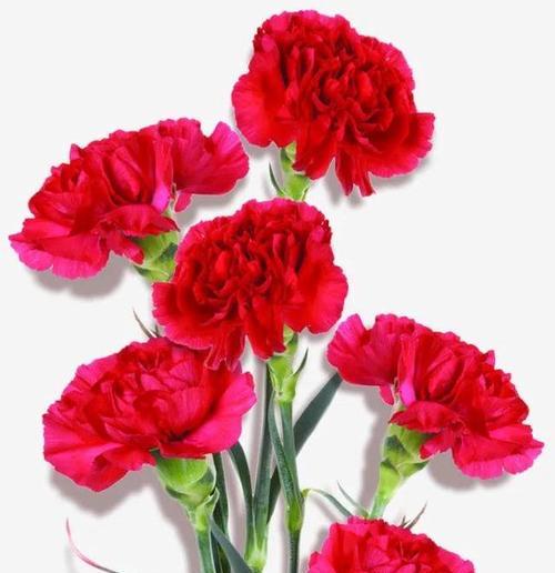以康乃馨寄托爱与美的情怀（花开芬芳）