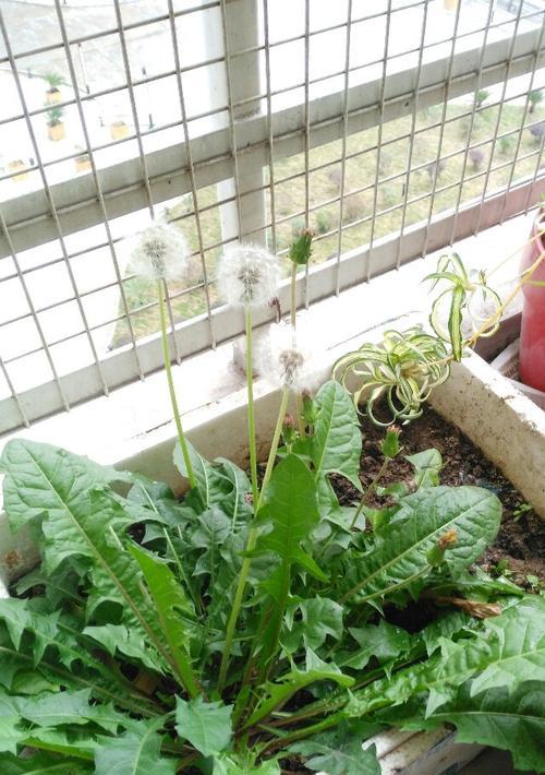 喝剩的牛奶不要倒掉（浇花可不仅仅是纯水）
