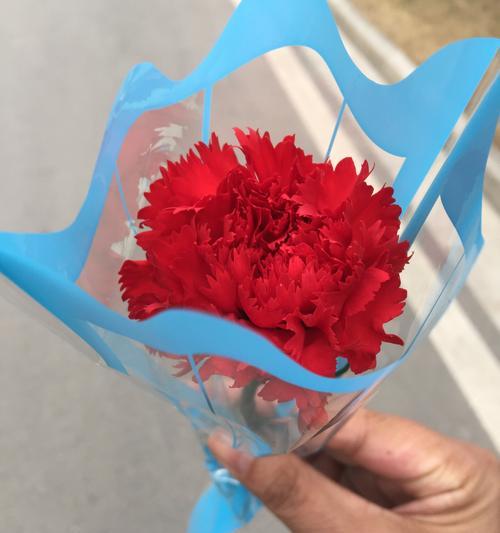 康乃馨的意义与象征（传递爱与美的鲜花）